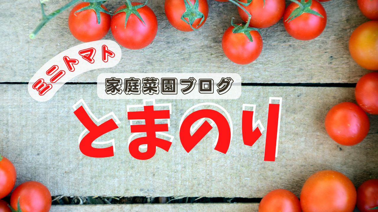 ミニトマト　家庭菜園ブログ　とまのり