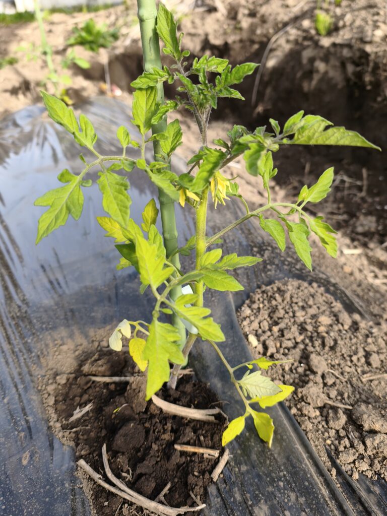 トマト苗 植え時