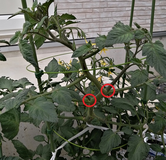 ミニトマト 脇芽